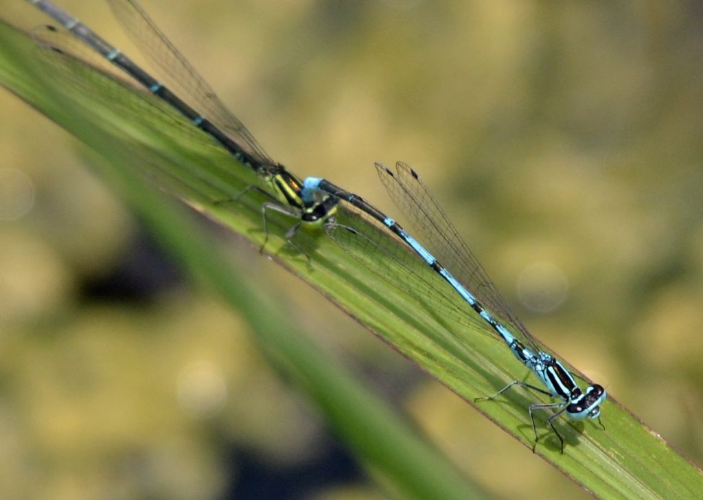 Quale Coenagrion? C. puella